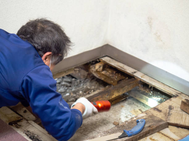 Mold Removal Process in Tarpey Village, CA