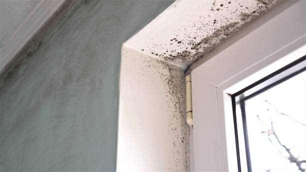 Mold Removal and Inspection in Tarpey Village, CA