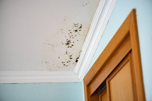 Certified Mold Removal in Tarpey Village, CA