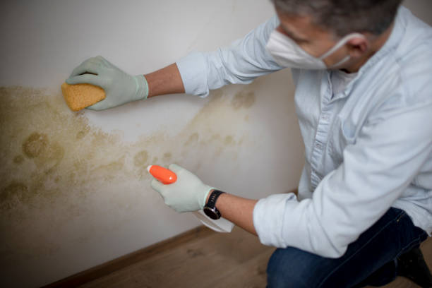 Best Certified Mold Removal  in Tarpey Village, CA