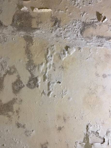 Best Mold Removal and Inspection  in Tarpey Village, CA