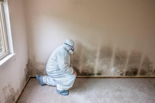Best Office Mold Removal Services  in Tarpey Village, CA