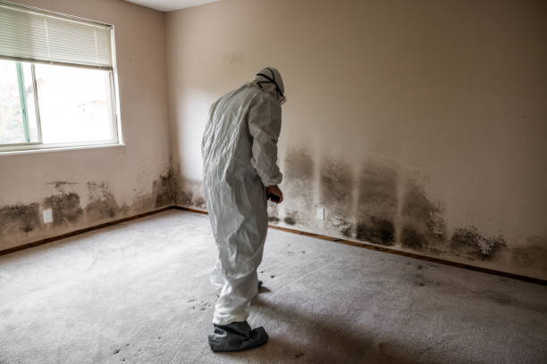 Best Certified Mold Removal  in Tarpey Village, CA